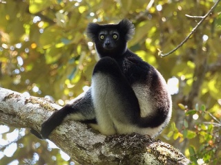 File:Indri (Indri indri)-6388.jpg