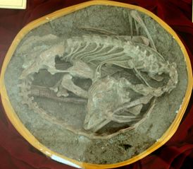 File:Meilong fossil.jpg