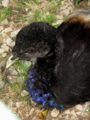 File:Trumpeter Blue chest.jpg