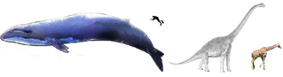 File:Baleine bleue-brachiosaure-girafe-homme.png