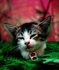 File:Chaton-8129.jpg