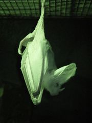 File:Chauve-souris fantôme.jpg