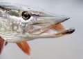 Thumbnail for version as of 09:11, 13 May 2014