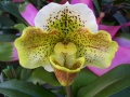 Thumbnail for version as of 10:17, 12 January 2009
