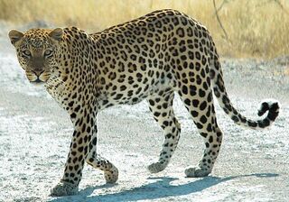 File:Namibie Etosha Leopard 01edit.jpg