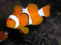 Thumbnail for version as of 19:32, 20 April 2012