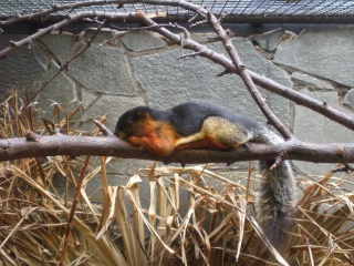 File:Écureuil à trois couleurs.jpg