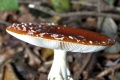 Thumbnail for version as of 09:11, 22 October 2010
