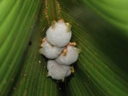 Ectophylla alba 2.jpg