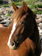 File:Horse-1126.jpg