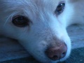 Thumbnail for version as of 15:27, 16 November 2010