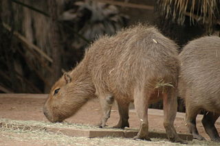 File:Capybara-9574.jpg