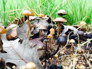 File:Champignons des bois.jpeg