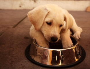 File:Chien-Labrador.jpg