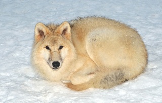 File:Loup arctique (Canis lupus arctos)-Loup blanc.jpg