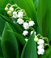 Thumbnail for version as of 19:35, 27 April 2010