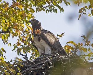 File:Martial Eagle (Polemaetus bellicosus)-5987.jpg