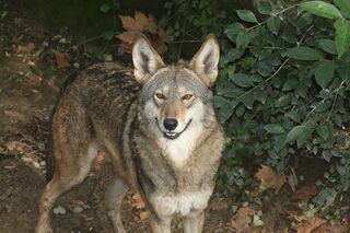 File:Loup rouge.jpg