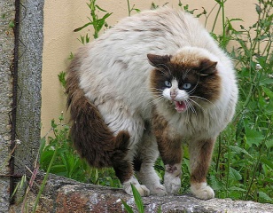 File:Chat au poil hérissé.jpg