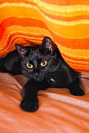Chat noir-3980.jpg