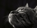 Thumbnail for version as of 12:32, 20 December 2011