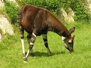 File:Okapi-5775.jpg