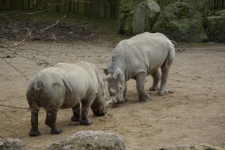 File:Rhinocéros Zoo Lille-9176.jpg