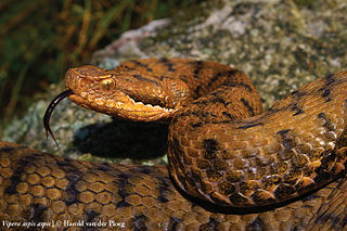 File:Vipère aspic-Vipera-aspis-aspis.jpg