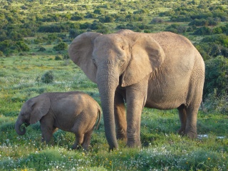 File:African Bush Elephants.jpg