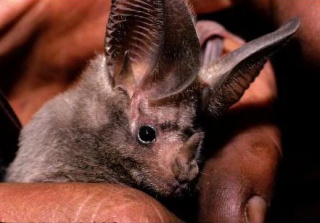 File:California leaf-nosed bat.jpg