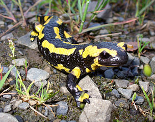 File:Salamandre tâchetée2.jpg