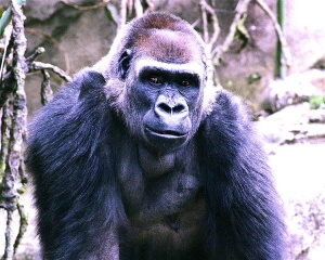 File:750px-Gorilla Cin Zoo 020.jpg