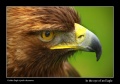 Thumbnail for version as of 14:30, 29 May 2009