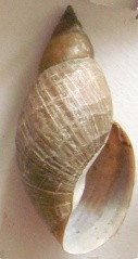 File:Coquille de limnée (lymnée).jpg