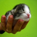 Thumbnail for version as of 12:55, 8 December 2012
