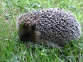 Thumbnail for version as of 15:02, 7 May 2009