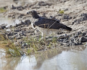 File:Martial Eagle (Polemaetus bellicosus)-9986.jpg