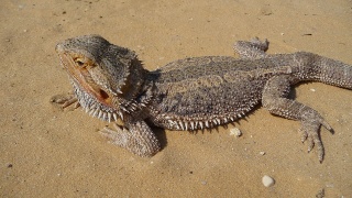File:Agame barbu.jpg