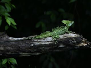 File:Basiliscus plumifrons (Caño Negro).jpg