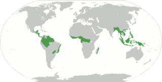 File:Forêts tropicales-forets-localisation.png