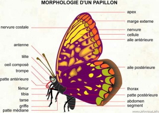 File:Morphologie.jpg