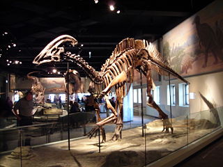 File:Un squelette de Parasaurolophus exposé dans un musée-9908.jpg