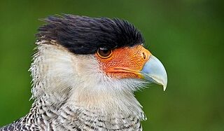 File:Caracara.jpg