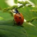 Thumbnail for version as of 11:16, 3 January 2012