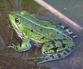 File:Grenouille verte.jpg