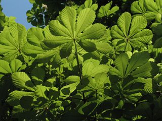File:Marronnier commun--Feuille composée-Folioles-8379.jpg