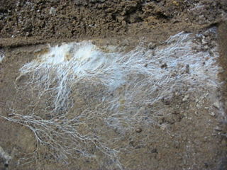 File:Mycélium-Mycelium.jpg