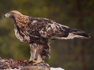 File:Aigle royal (Aquila chrysaetos).jpg