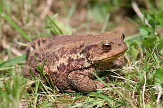File:Crapaud-7147.jpg