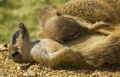 Thumbnail for version as of 15:21, 21 December 2010